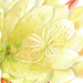 Beverly Allen Epiphyllum crenatum