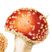 Beverly Allen Amanita muscaria