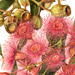Beverly Allen Corymbia ptychocarpa x ficifolia Red flowering gum
