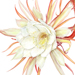 Beverly Allen Epiphyllum oxypetalum 'Queen of the Night'